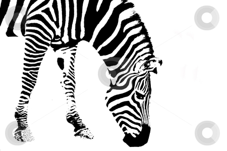 To use this stock image in your creative project, please select the size you need over to the right and click the "Add to Cart" button.
Your downloaded image will come with the Cutcaster watermark removed so don’t worry about the watermark you see on this page. Zebra abstract stock photo, Posterized abstract study of stribes by Flemming Jacobsen