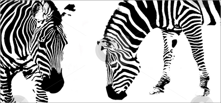 To use this stock image in your creative project, please select the size you need over to the right and click the "Add to Cart" button.
Your downloaded image will come with the Cutcaster watermark removed so don’t worry about the watermark you see on this page. Zebra abstract stock photo, Posterized abstract study of stribes by Flemming Jacobsen