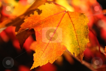 To use this stock image in your creative project, please select the size you need over to the right and click the "Add to Cart" button.
Your downloaded image will come with the Cutcaster watermark removed so don’t worry about the watermark you see on this page. Golden Autumn stock photo, Leaf turning the colors of autumn by Linda Johnson
