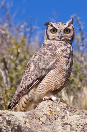 To use this stock image in your creative project, please select the size you need over to the right and click the "Add to Cart" button.
Your downloaded image will come with the Cutcaster watermark removed so don’t worry about the watermark you see on this page. Great Horned Owl stock photo, Great Horned Owl (Bubo virginianus) in the Patagonian steppe, Southern Argentina. by Pablo Caridad