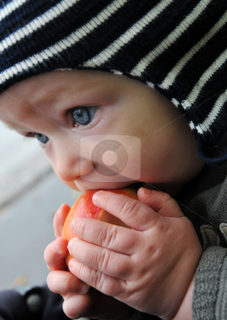 To use this stock image in your creative project, please select the size you need over to the right and click the "Add to Cart" button.
Your downloaded image will come with the Cutcaster watermark removed so don’t worry about the watermark you see on this page. Baby tasting an apple stock photo, Baby boy tasting a newly picked apple outside wearing a cap by Johan Lenell