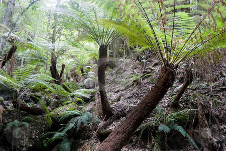 To use this stock image in your creative project, please select the size you need over to the right and click the "Add to Cart" button.
Your downloaded image will come with the Cutcaster watermark removed so don’t worry about the watermark you see on this page. Rain Forest stock photo, The undegrowth in a rain forest by Nicholas Rjabow