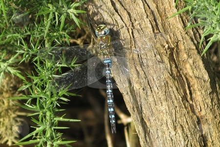 To use this stock image in your creative project, please select the size you need over to the right and click the "Add to Cart" button.
Your downloaded image will come with the Cutcaster watermark removed so don’t worry about the watermark you see on this page. Dragonfly Southern Hawker stock photo, Aeshna cyanea, Southern Hawker by Waldy Wisniewski