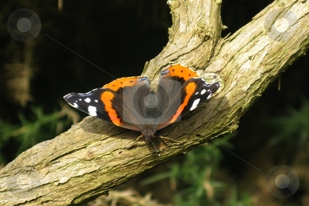 To use this stock image in your creative project, please select the size you need over to the right and click the "Add to Cart" button.
Your downloaded image will come with the Cutcaster watermark removed so don’t worry about the watermark you see on this page. Painted Lady Butterfly stock photo, Vanessa cardui, Painted lady, butterfly on gorse by Waldy Wisniewski