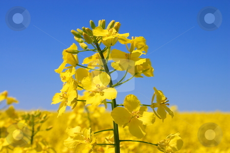 To use this stock image in your creative project, please select the size you need over to the right and click the "Add to Cart" button.
Your downloaded image will come with the Cutcaster watermark removed so don’t worry about the watermark you see on this page. Flowers rape. stock photo, Spring flowers rape. by Levente Varga