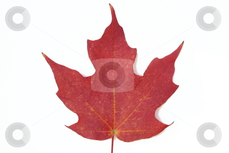 To use this stock image in your creative project, please select the size you need over to the right and click the "Add to Cart" button.
Your downloaded image will come with the Cutcaster watermark removed so don’t worry about the watermark you see on this page. Red maple leaf stock photo, Macro shot of red maple leaf on white background. by Todd Dixon