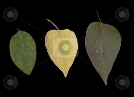 To use this stock image in your creative project, please select the size you need over to the right and click the "Add to Cart" button.
Your downloaded image will come with the Cutcaster watermark removed so don’t worry about the watermark you see on this page. Three Leaves stock photo, Three leaves lined up in a row, isolated on black by Richard Nelson