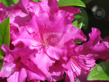 To use this stock image in your creative project, please select the size you need over to the right and click the "Add to Cart" button.
Your downloaded image will come with the Cutcaster watermark removed so don’t worry about the watermark you see on this page. Magenta rhododendron bush in bloom stock photo, Magenta rhododendron bush in bloom by Mbudley Mbudley