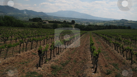 To use this stock image in your creative project, please select the size you need over to the right and click the "Add to Cart" button.
Your downloaded image will come with the Cutcaster watermark removed so don’t worry about the watermark you see on this page. Vinyard in Provence, France stock photo, Vineyard in Provence, France near Vaison La Romanie with Mont Ventoux in the background by Waldy Wisniewski
