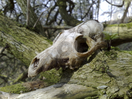 To use this stock image in your creative project, please select the size you need over to the right and click the "Add to Cart" button.
Your downloaded image will come with the Cutcaster watermark removed so don’t worry about the watermark you see on this page. Animal Skull stock photo, While walking through the beautiful Cheshire countryside, I came across this animal skull placed in a tree. by Mike Whitby