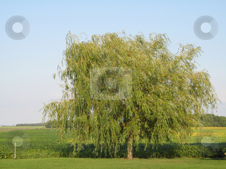 To use this stock image in your creative project, please select the size you need over to the right and click the "Add to Cart" button.
Your downloaded image will come with the Cutcaster watermark removed so don’t worry about the watermark you see on this page. Green tree in a field stock photo, Green tree in a field by Mbudley Mbudley