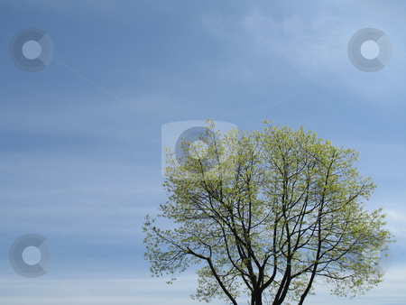To use this stock image in your creative project, please select the size you need over to the right and click the "Add to Cart" button.
Your downloaded image will come with the Cutcaster watermark removed so don’t worry about the watermark you see on this page. Green tree and blue sky stock photo, Green tree and blue sky by Mbudley Mbudley