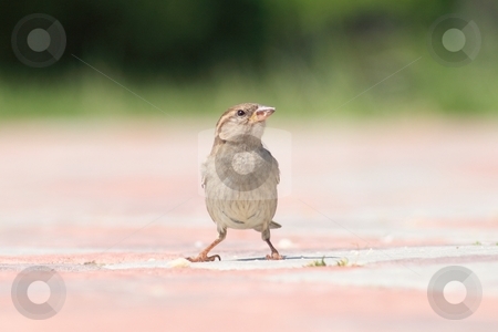 To use this stock image in your creative project, please select the size you need over to the right and click the "Add to Cart" button.
Your downloaded image will come with the Cutcaster watermark removed so don’t worry about the watermark you see on this page. Sparrow. stock photo, A field sparrow between the bkrok. by Levente Varga