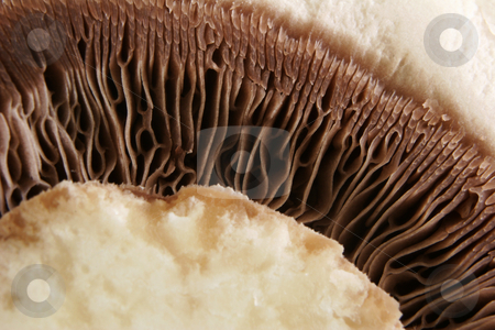 To use this stock image in your creative project, please select the size you need over to the right and click the "Add to Cart" button.
Your downloaded image will come with the Cutcaster watermark removed so don’t worry about the watermark you see on this page. Closed-Cup Mushroom stock photo, A close-up of a cut, closed-cup mushroom showing gills by Steve Smith