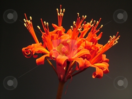 To use this stock image in your creative project, please select the size you need over to the right and click the "Add to Cart" button.
Your downloaded image will come with the Cutcaster watermark removed so don’t worry about the watermark you see on this page. Nerine Bowdenii stock photo, Nerine Bowdenii flower head by Waldy Wisniewski