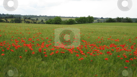To use this stock image in your creative project, please select the size you need over to the right and click the "Add to Cart" button.
Your downloaded image will come with the Cutcaster watermark removed so don’t worry about the watermark you see on this page. Poppy field stock photo, Poppy field in Suffolk England by Waldy Wisniewski