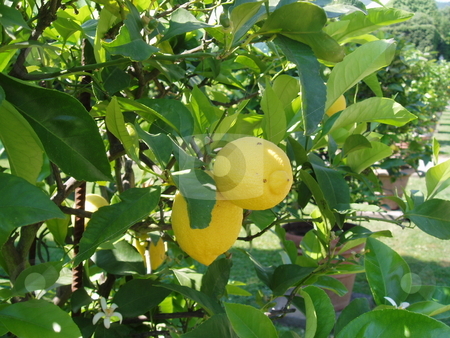 To use this stock image in your creative project, please select the size you need over to the right and click the "Add to Cart" button.
Your downloaded image will come with the Cutcaster watermark removed so don’t worry about the watermark you see on this page. Lemon Tree stock photo, Lemon tree, Italy,Lucca by Waldy Wisniewski