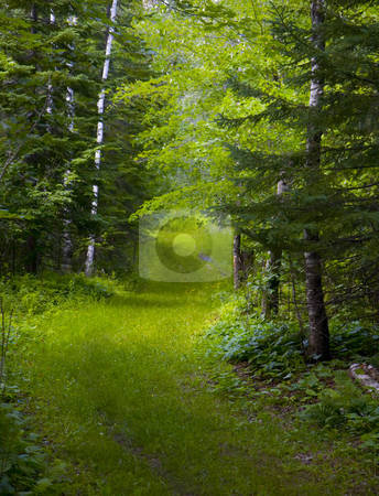 To use this stock image in your creative project, please select the size you need over to the right and click the "Add to Cart" button.
Your downloaded image will come with the Cutcaster watermark removed so don’t worry about the watermark you see on this page. Green Track Through Wet Forest stock photo, A green track through the wet North Woods of Minnesota. by John McLaird