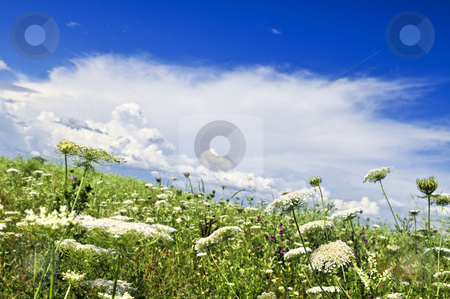 To use this stock image in your creative project, please select the size you need over to the right and click the "Add to Cart" button.
Your downloaded image will come with the Cutcaster watermark removed so don’t worry about the watermark you see on this page. Summer meadow stock photo, Summer meadow with wildflowers and blue sky by Elena Elisseeva