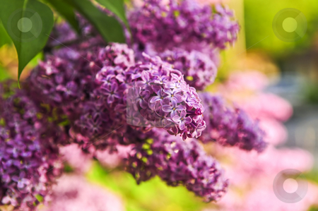 To use this stock image in your creative project, please select the size you need over to the right and click the "Add to Cart" button.
Your downloaded image will come with the Cutcaster watermark removed so don’t worry about the watermark you see on this page. Lilac stock photo, Abundant flowers of purple lilac blooming in late spring by Elena Elisseeva