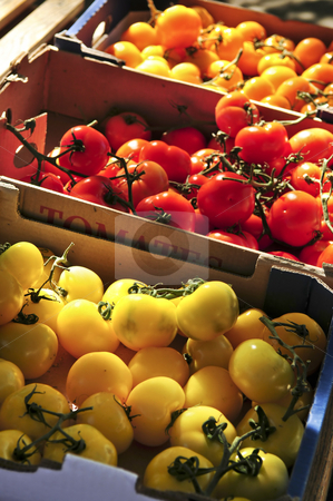 To use this stock image in your creative project, please select the size you need over to the right and click the "Add to Cart" button.
Your downloaded image will come with the Cutcaster watermark removed so don’t worry about the watermark you see on this page. Tomatoes on the market stock photo, Colorful tomatoes for sale on farmer's market by Elena Elisseeva