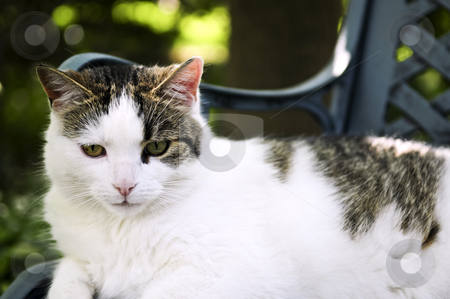To use this stock image in your creative project, please select the size you need over to the right and click the "Add to Cart" button.
Your downloaded image will come with the Cutcaster watermark removed so don’t worry about the watermark you see on this page. Cat stock photo, Cat sitting on a garden bench close up by Elena Elisseeva