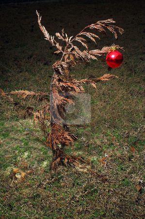 To use this stock image in your creative project, please select the size you need over to the right and click the "Add to Cart" button.
Your downloaded image will come with the Cutcaster watermark removed so don’t worry about the watermark you see on this page. Christmas Ornament stock photo, A Christmas ornament on a dead tree. by Robert Byron