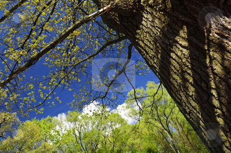 To use this stock image in your creative project, please select the size you need over to the right and click the "Add to Cart" button.
Your downloaded image will come with the Cutcaster watermark removed so don’t worry about the watermark you see on this page. Spring tree stock photo, Spring tree with young foliage and blue sky by Elena Elisseeva