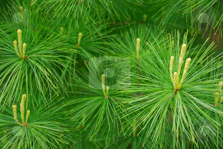 To use this stock image in your creative project, please select the size you need over to the right and click the "Add to Cart" button.
Your downloaded image will come with the Cutcaster watermark removed so don’t worry about the watermark you see on this page. Pine needles stock photo, Background of young new pine needles in the spring by Elena Elisseeva