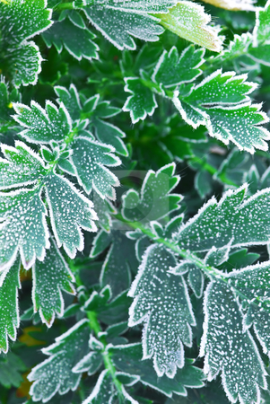 To use this stock image in your creative project, please select the size you need over to the right and click the "Add to Cart" button.
Your downloaded image will come with the Cutcaster watermark removed so don’t worry about the watermark you see on this page. Frosty plants in late fall stock photo, Macro of frosty plant leaves in late fall by Elena Elisseeva