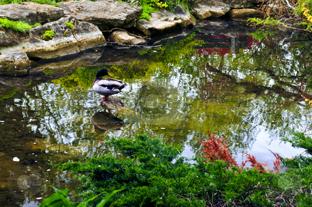 To use this stock image in your creative project, please select the size you need over to the right and click the "Add to Cart" button.
Your downloaded image will come with the Cutcaster watermark removed so don’t worry about the watermark you see on this page. Pond in zen garden stock photo, Pond with natural stones in japanese zen garden by Elena Elisseeva