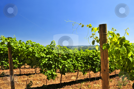 To use this stock image in your creative project, please select the size you need over to the right and click the "Add to Cart" button.
Your downloaded image will come with the Cutcaster watermark removed so don’t worry about the watermark you see on this page. Landscape with vineyard stock photo, Summer landscape with vineyard in rural Serbia by Elena Elisseeva