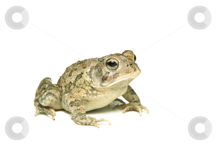 To use this stock image in your creative project, please select the size you need over to the right and click the "Add to Cart" button.
Your downloaded image will come with the Cutcaster watermark removed so don’t worry about the watermark you see on this page. Southern Toad Right Profile stock photo, Southern Toad (Bufo terrestris) Isolated on a white background by A Cotton Photo