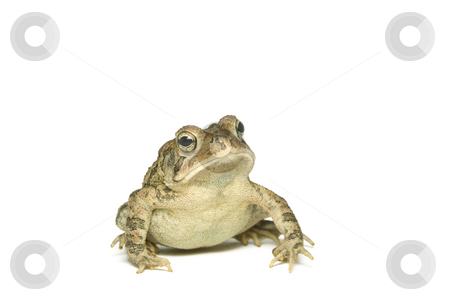 To use this stock image in your creative project, please select the size you need over to the right and click the "Add to Cart" button.
Your downloaded image will come with the Cutcaster watermark removed so don’t worry about the watermark you see on this page. Southern Toad Leaning stock photo, Southern Toad (Bufo terrestris) Isolated on a white background by A Cotton Photo