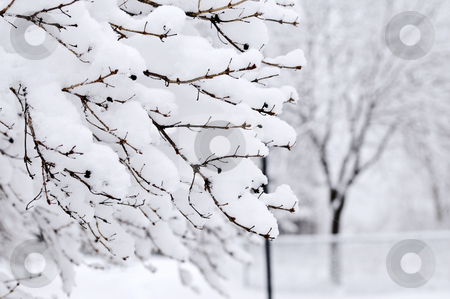 To use this stock image in your creative project, please select the size you need over to the right and click the "Add to Cart" button.
Your downloaded image will come with the Cutcaster watermark removed so don’t worry about the watermark you see on this page. Winter park stock photo, Winter park landscape with snow covered trees by Elena Elisseeva