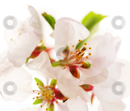 To use this stock image in your creative project, please select the size you need over to the right and click the "Add to Cart" button.
Your downloaded image will come with the Cutcaster watermark removed so don’t worry about the watermark you see on this page. Pink cherry blossom stock photo, Macro of pink cherry blossoms isolated on white background by Elena Elisseeva