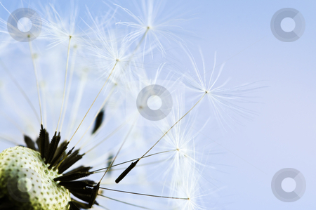 To use this stock image in your creative project, please select the size you need over to the right and click the "Add to Cart" button.
Your downloaded image will come with the Cutcaster watermark removed so don’t worry about the watermark you see on this page. Dandelion stock photo, Macro of dandelion seeds on blue sky background by Elena Elisseeva