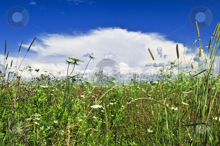 To use this stock image in your creative project, please select the size you need over to the right and click the "Add to Cart" button.
Your downloaded image will come with the Cutcaster watermark removed so don’t worry about the watermark you see on this page. Summer meadow stock photo, Summer meadow with wildflowers and blue sky by Elena Elisseeva