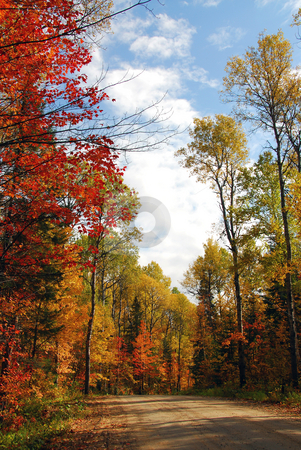 To use this stock image in your creative project, please select the size you need over to the right and click the "Add to Cart" button.
Your downloaded image will come with the Cutcaster watermark removed so don’t worry about the watermark you see on this page. Forest road stock photo, Forest road in the fall by Elena Elisseeva
