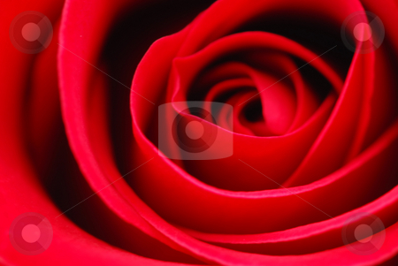 To use this stock image in your creative project, please select the size you need over to the right and click the "Add to Cart" button.
Your downloaded image will come with the Cutcaster watermark removed so don’t worry about the watermark you see on this page. Red rose stock photo, Extreme macro of bright red rose petals by Elena Elisseeva