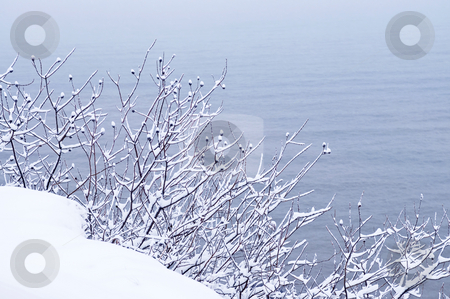 To use this stock image in your creative project, please select the size you need over to the right and click the "Add to Cart" button.
Your downloaded image will come with the Cutcaster watermark removed so don’t worry about the watermark you see on this page. Snowy trees stock photo, Winter trees covered with fresh snow - natural background by Elena Elisseeva