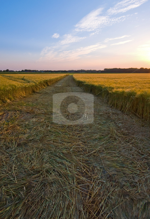 To use this stock image in your creative project, please select the size you need over to the right and click the "Add to Cart" button.
Your downloaded image will come with the Cutcaster watermark removed so don’t worry about the watermark you see on this page. Fresh mowed stock photo, Fresh mowed farmlandscape in the late afternoon by Karin Claus