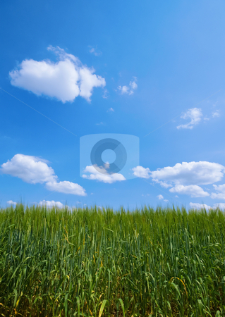 To use this stock image in your creative project, please select the size you need over to the right and click the "Add to Cart" button.
Your downloaded image will come with the Cutcaster watermark removed so don’t worry about the watermark you see on this page. Green pasture stock photo, Green pasture with blue sky and clouds by Karin Claus