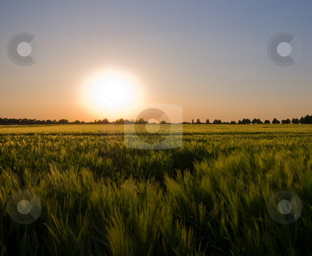To use this stock image in your creative project, please select the size you need over to the right and click the "Add to Cart" button.
Your downloaded image will come with the Cutcaster watermark removed so don’t worry about the watermark you see on this page. Summer glow stock photo, Summer sunset glow over rural farmlandscape by Karin Claus