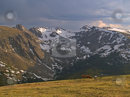 To use this stock image in your creative project, please select the size you need over to the right and click the "Add to Cart" button.
Your downloaded image will come with the Cutcaster watermark removed so don’t worry about the watermark you see on this page. Alpine Pastoral
stock photo, Elk dining above the tree line along Trail Ridge - Rocky Mountain National Park by John McLaird