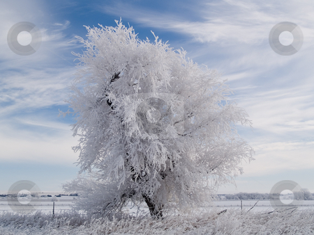 To use this stock image in your creative project, please select the size you need over to the right and click the "Add to Cart" button.
Your downloaded image will come with the Cutcaster watermark removed so don’t worry about the watermark you see on this page. White Tree stock photo, White along US highway 281 in Northern Nebraska on a December morning. by John McLaird