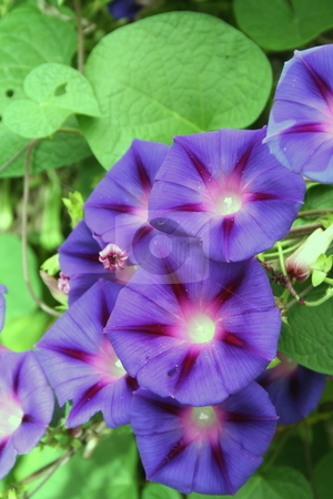 To use this stock image in your creative project, please select the size you need over to the right and click the "Add to Cart" button.
Your downloaded image will come with the Cutcaster watermark removed so don’t worry about the watermark you see on this page. Morning Glories stock photo, Vine of purple Morning Glories by Debbie Hayes