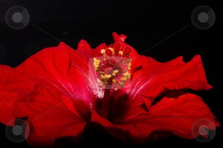 To use this stock image in your creative project, please select the size you need over to the right and click the "Add to Cart" button.
Your downloaded image will come with the Cutcaster watermark removed so don’t worry about the watermark you see on this page. Red hibiscus stock photo, Close up of a red hibiscus on dark background by Karin Claus