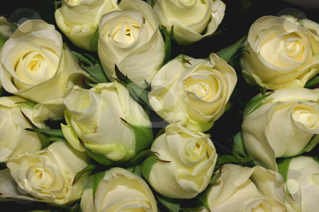 To use this stock image in your creative project, please select the size you need over to the right and click the "Add to Cart" button.
Your downloaded image will come with the Cutcaster watermark removed so don’t worry about the watermark you see on this page. Bouquet stock photo, A bouquet of cream colored roses by Karin Claus