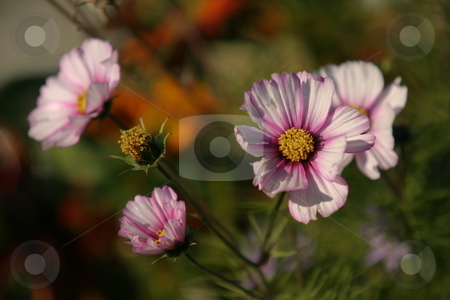 To use this stock image in your creative project, please select the size you need over to the right and click the "Add to Cart" button.
Your downloaded image will come with the Cutcaster watermark removed so don’t worry about the watermark you see on this page. Pink flowers stock photo, Late autumn flowers by Arve Bettum